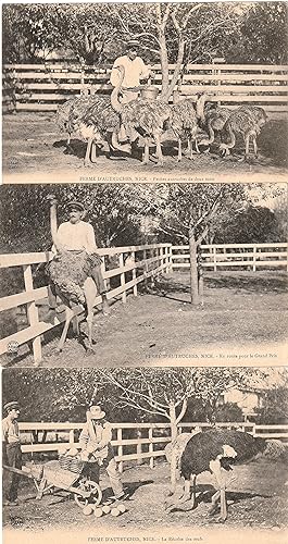 Six cartes postales, postcards Ferme d'autruches, ostrich farm. Nice France.