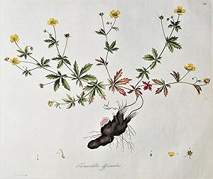 Antique Botanical Print TORMENTILLA OFFICINALIS TORMENTIL Flora Londinensis 1777