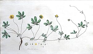 Antique Botanical Print POTENTILLA CINQUEFOIL Curtis Large engraving Flora Londinensis 1777