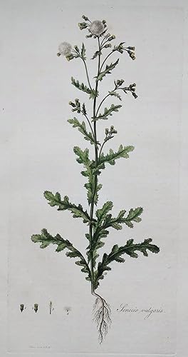 Antique Botanical Print GROUNDSEL, SENECIO VULGARIS, Curtis Large Flora Londinensis Art 1777
