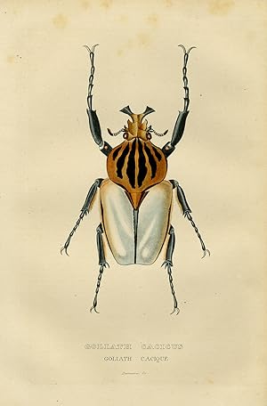 Antique Print-Insect-Depiction of the Goliath Cacicus beetle-Desmares-ca. 1840