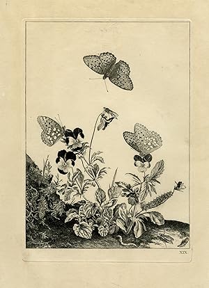 Antique Print-Depiction of violets with butterflies-L'Admiral-1774