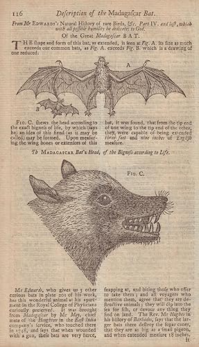Description of the Madagascar Bat