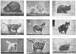 Cat; Fig. 1.-European wild cat; Fig. 2.-Pallas's cat; Fig. 3.-Royal Siamese cat; Fig. 4.-Striped ...