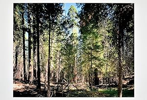 Yosemite National Park, 2004. [Signierte Original-Farbfotografie / signed original photograph].