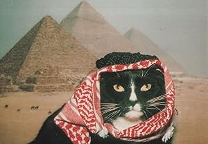 Cairo Egyptian Cat Arabic Head Scarf at Egypt Pyramids Postcard