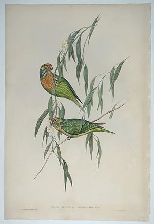 Trichoglossus Versicolor, Varied Lorikeet, from Gould's "Birds of Australia"