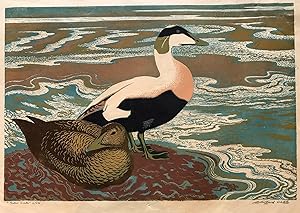 Clifford Cyril Webb - EIDER DUCK - Limited edition colour linocut print 4/20
