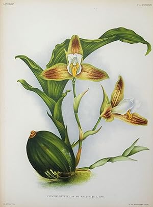 Antique Botanical Print ORCHID LYCASTE DEPPEI Linden Original Large c1885