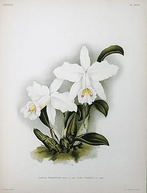 Antique Botanical Print ORCHID LAELIA PRAESTANS ALBA Linden Original Large c1885