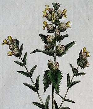 Antique Botanical Print RHINANTHUS CRISTA GALLI Curtis Large Flora Londinensis 1777
