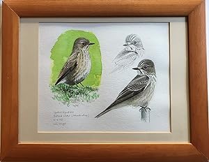 John Wright- SPOTTED FLYCATCHER - RUTLAND WATER [Watercolour and Prncil]