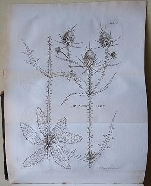 Flora Gallica Seu Enumeratio Plantarum In Gallia Sponte Nascentium, Secundum Linnaenum Systema Di...