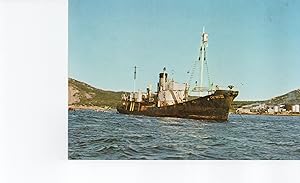 Ship Whalechaser At Whaling Station Postcard