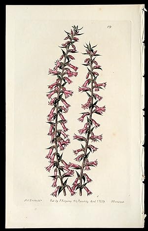 Epacris impressa; var. parviflora. "Small-flowered Pitted Epacris" Pentandria Monogynia. Plate 19...