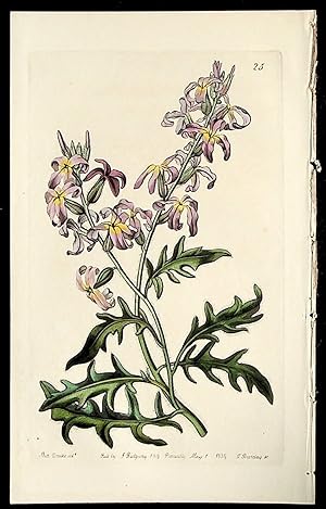 Matthiola odoratissima. "Sweetest Evening Stock". Tetradynamia Siliquosa. Plate 25 ONLY from Edwa...