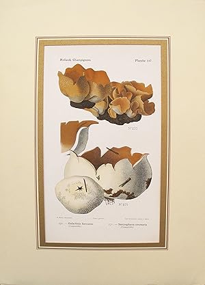 1910 French Mushroom Botanical Plate, Galactinia Sarrazini and Sarcosphaera coronaria