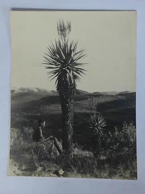 Original Fotografie einer Pflanze (Aloe)