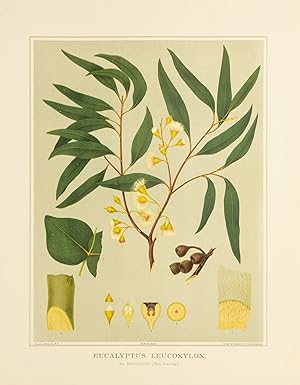 Eucalyptus leucoxylon, var. Macrocarpa (White flowering) [Yellow Gum]