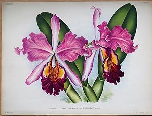 Antique Botanical Print ORCHID CATTLEYA HARDYANA Linden Original Large c1885