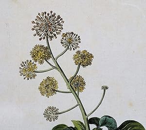 HEDERA HELIX IVY Curtis Large Antique Botanical Print Flora Londinensis 1777