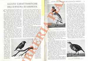 Alcune caratteristiche dell' avifauna di Sardegna.