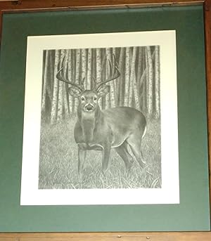 Whitetail; Pencil Signed Print