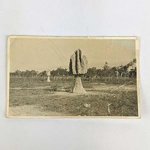 [Photograph of Termite Nests]