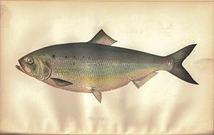 REPORT OF THE FISH COMMISSIONERS OF THE STATE OF PENNYSLVANIA FOR THE YEAR 1903