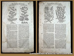 HEILPFLANZEN - Artemisia vulgaris / Beifuß, 4 Holzstiche
