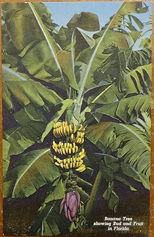 Banana Tree Showing Bud and Fruit in Florida