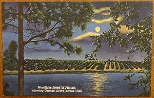 Moonlight Scene in Florida Showing Orange Grove Across Lake