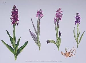 Monographie Und Ikonographie Der Orchidaceen-Gattung Dactylorhiza (two volumes)