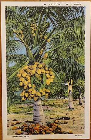 A Cocoanut Tree, Florida