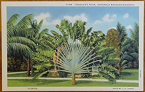 Traveler's Palm (Ravenala Madagascariensis), Florida