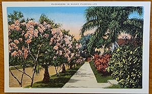 Oleanders in Sunny Florida