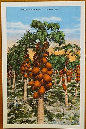 Papayas Growing in Florida