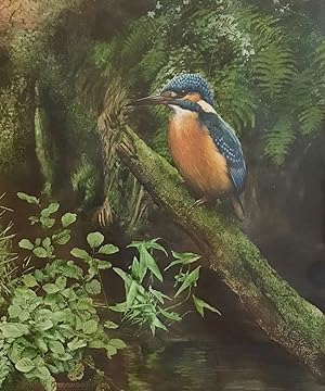KINGFISHER ON THE TIESE BROOK [BAYHAM ABBEY] Water Colour
