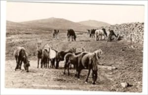 Dartmoor Ponies Postcard Publisher Chapman