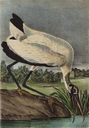 Wood Ibis. No. 73. Pl. 361