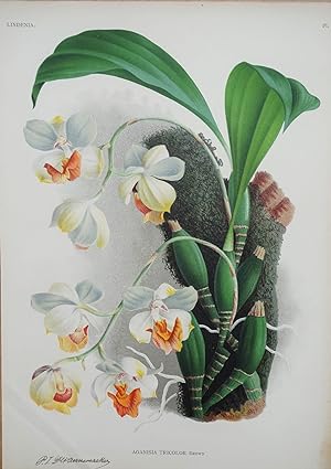 Antique Botanical Print ORCHID AGANISIA TRICOLOR Linden Original Large c1885