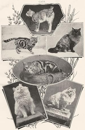 Cats; 1. Manx; 2. Brown tabby; 3. Smoke Persian; 4. Silver tabby; 5. White Persian; 6. Shaded silver