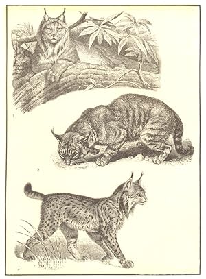 Lynxes; 1. Canada Lynx; 2. European Lynx; 3. Chaus