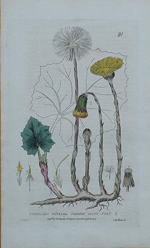 Antique Botanical Print TUSSILAGO COLTSFOOT Baxter Engraved Vintage Flower Print 1834