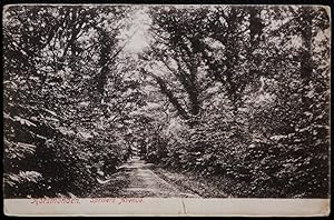 Horsemonden Sprivers Avenue 1904 Postcard