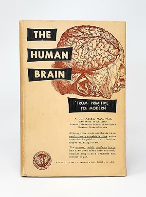 The Human Brain: From Primitive to Modern