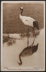 Manchurian Crane Whipsnade Vintage Postcard