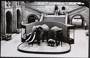 Elephant British Museum Postcard