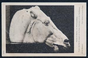 Horse Of Selene Parthenon Vintage Postcard