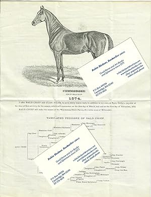Advertising Flyer for Stallions Bald Chief and Clay Pilot